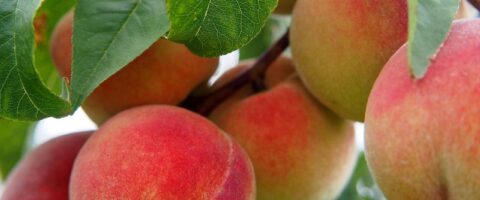 peach, fruit, peach tree-2632182.jpg