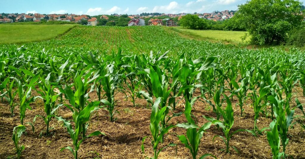Vibrant cornfield in Beograd, Serbia, showcasing lush growth and suburban background.
