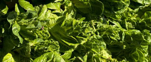 Close-up of healthy, vibrant romaine lettuce leaves growing in a sunny garden.