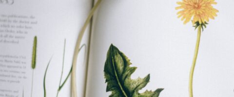 Open botanical book featuring dandelion illustration and flower stem.