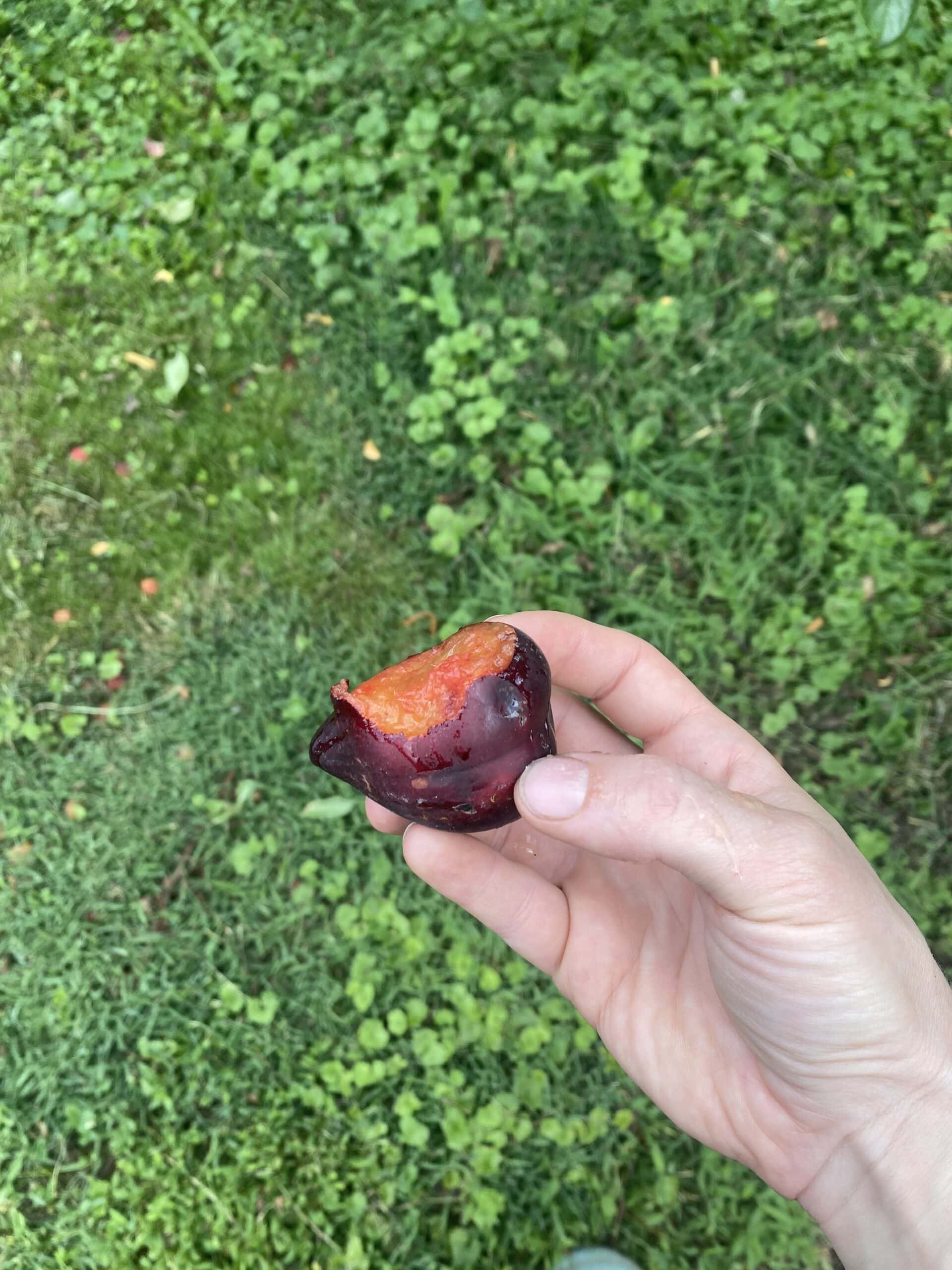 plum eaten hand 7-15-23