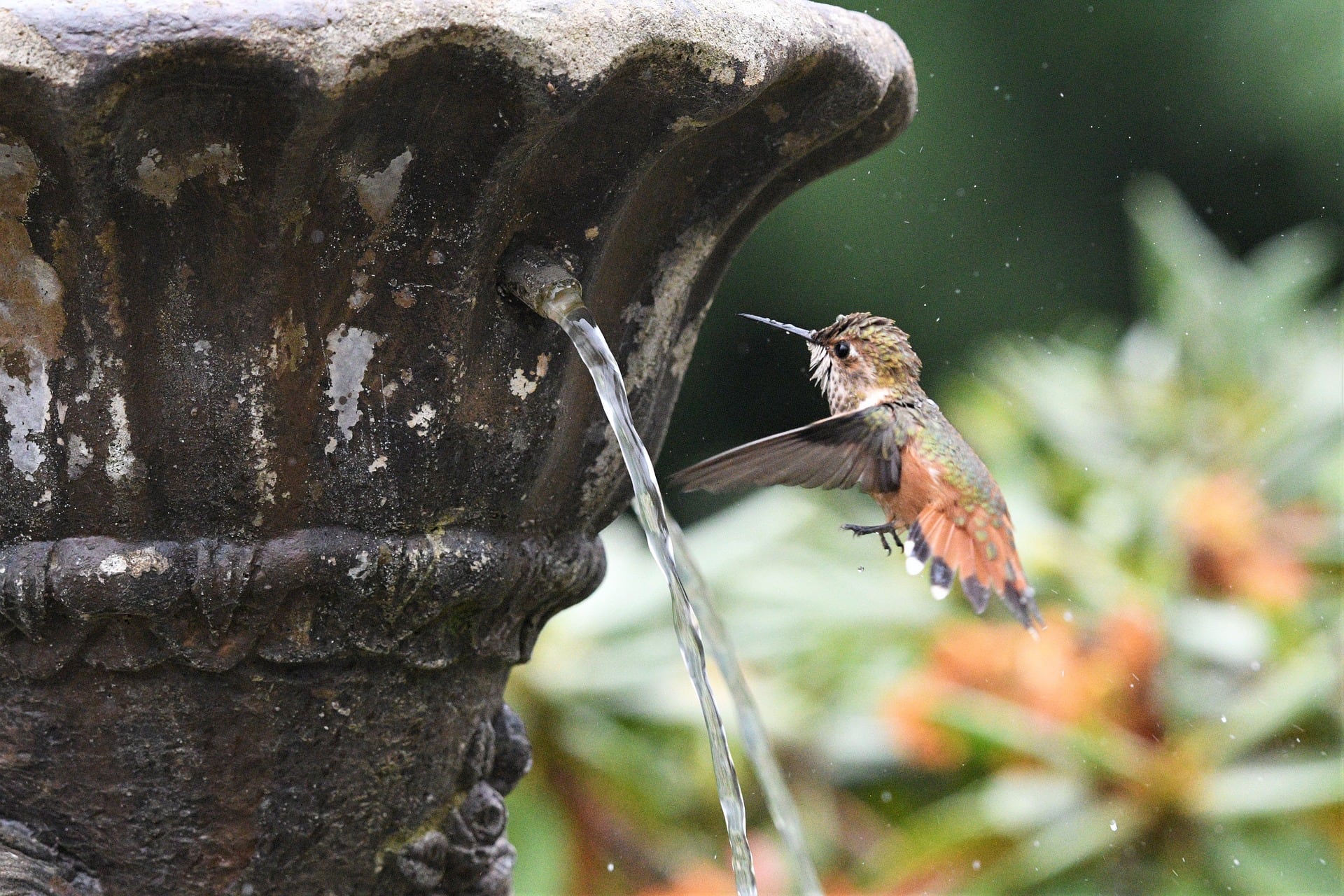 hummingbird flying into a water fountain for a bath