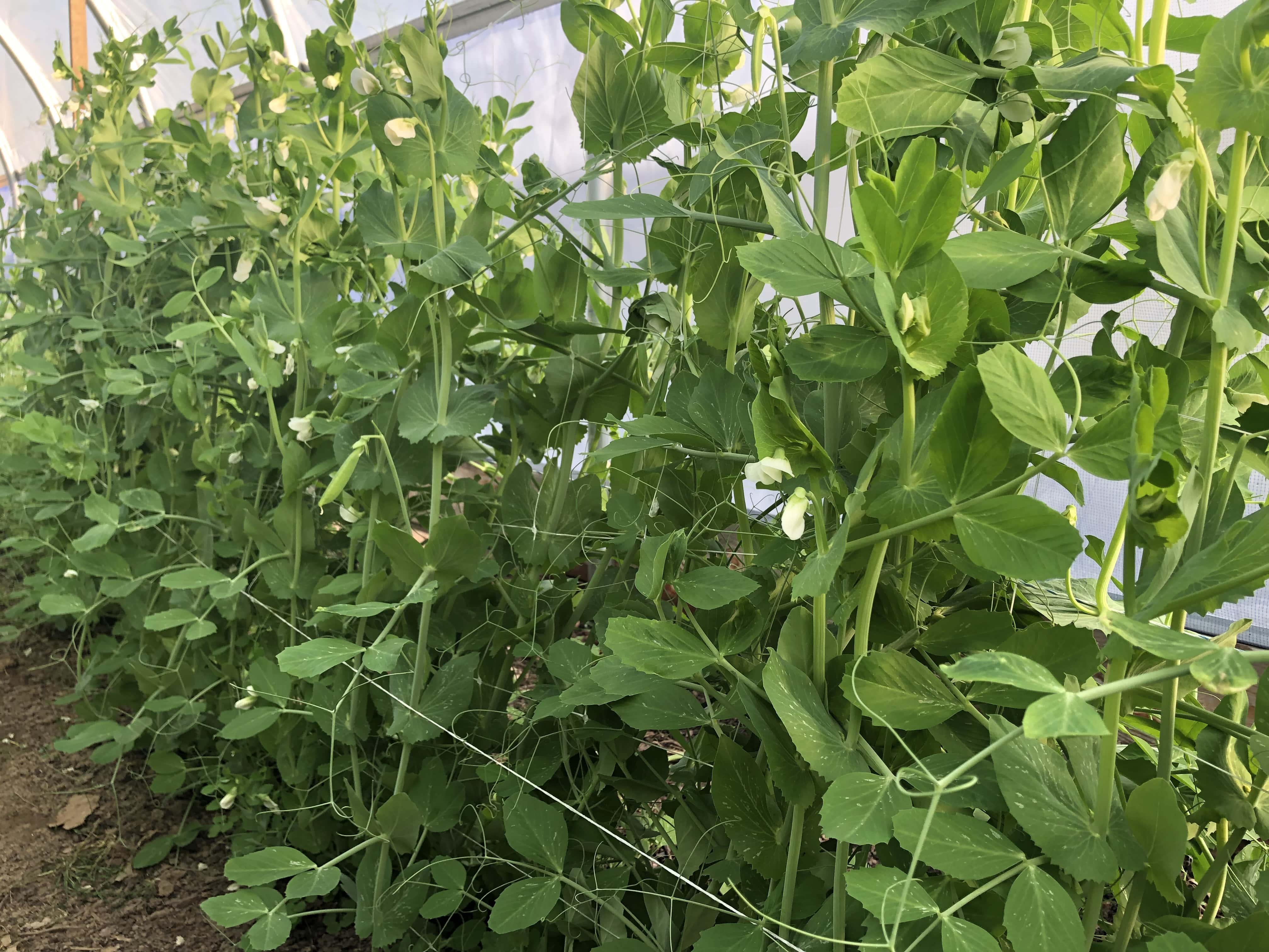 snap pea plants growing up a thin white trellis. Lots of white flowers and a couple snap peas also visible on the plants.