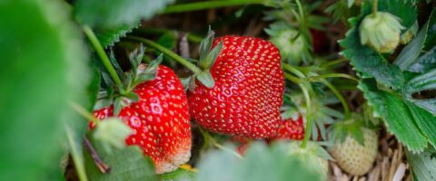 strawberries, strawberry patch, strawberry garden-7323943.jpg
