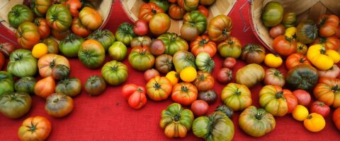 multi-colored heirloom tomatoes on a table and strategically "falling" out of baskets on their sides