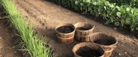 4 bushel baskets filled with dark compost ready to be spread on the ground. On the left side is a row of scallions and in the back are rows of collard greens followed by rows of snap peas